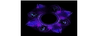 紫兰花-MF-200403-34
